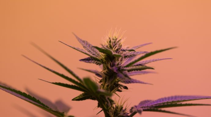 Cannabis For Mental Health