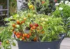 Best Watering Practices for Growing Healthy Tomatoes in Container Vegetable Gardens