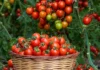 Best Practices for Extending Your Tomato Harvest into Late Fall