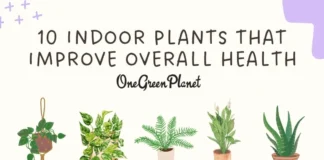 How to Improve Air Quality in Small Apartments with Low-Maintenance Indoor Plants