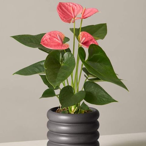 pink anthuriam