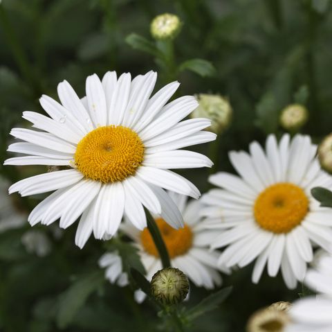 daisies daisies