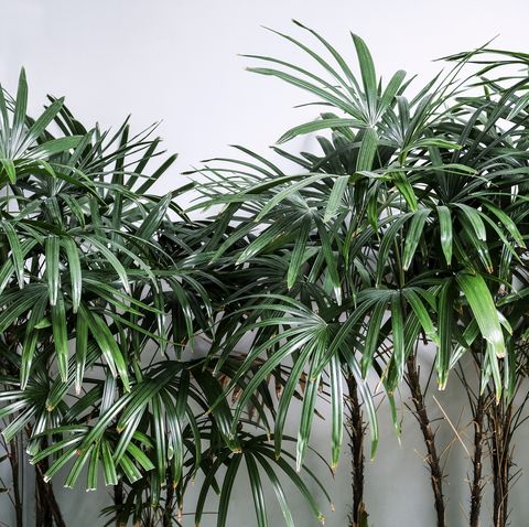 tropical leaves background of rhapis excelsa or lady palm tree in the garden