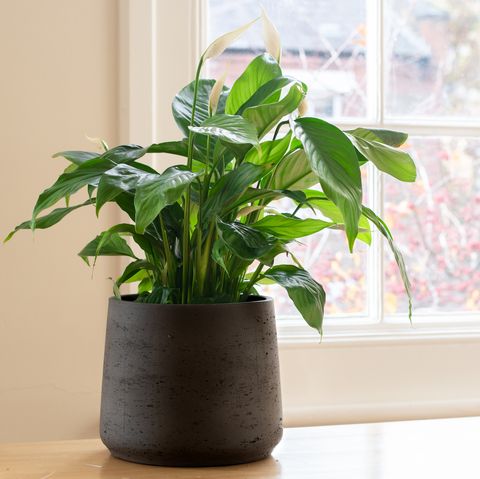 peace lily