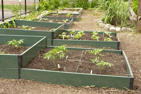 Vegetable Garden, How To Start A Small Vegetable Garden