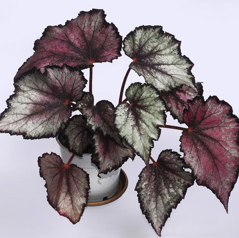 begonia