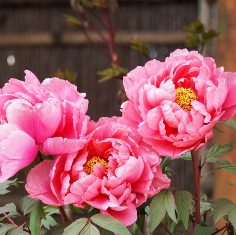 Peony flower blooming in Japanese garden. peony flower blooming in japanese garden
