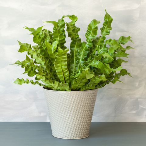 houseplant asplenium nidus in flowerpot, bird's nest fern