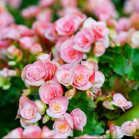 begonias begonias