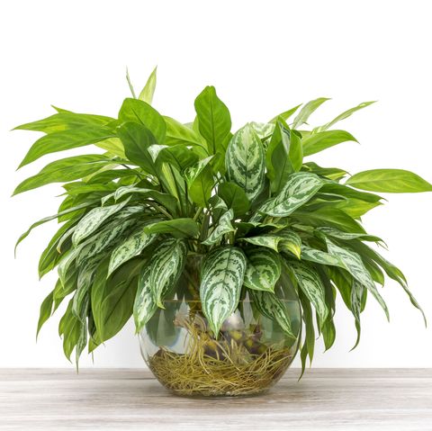 aglaonema