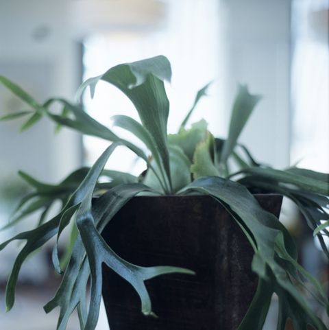 staghorn fern