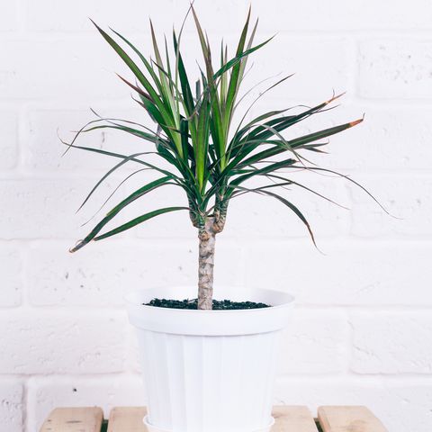dracaena in white