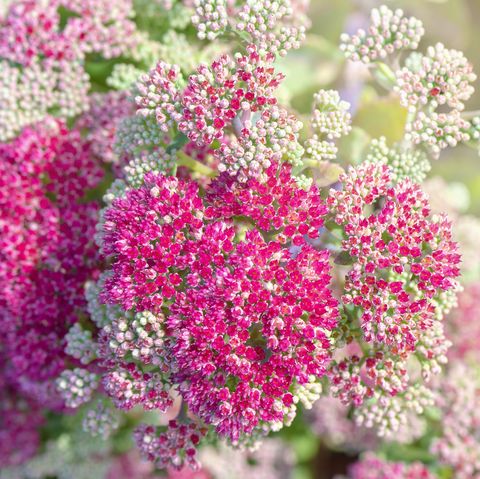 sedum flowers sedum flowers