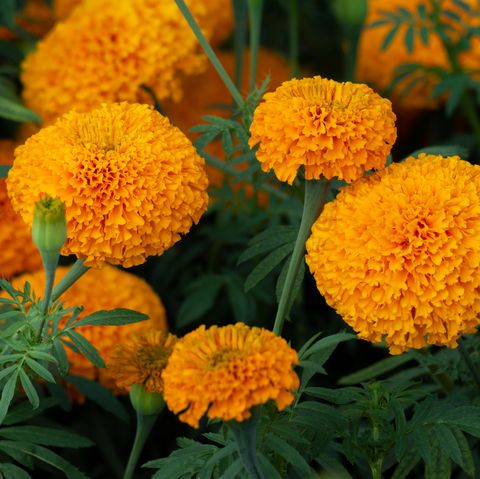 marigolds marigolds