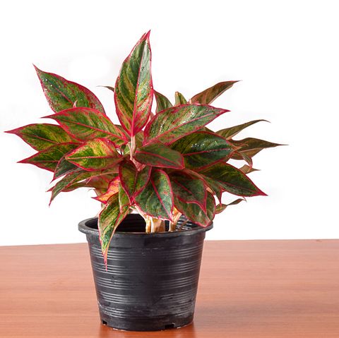 aglaonema in flower pot