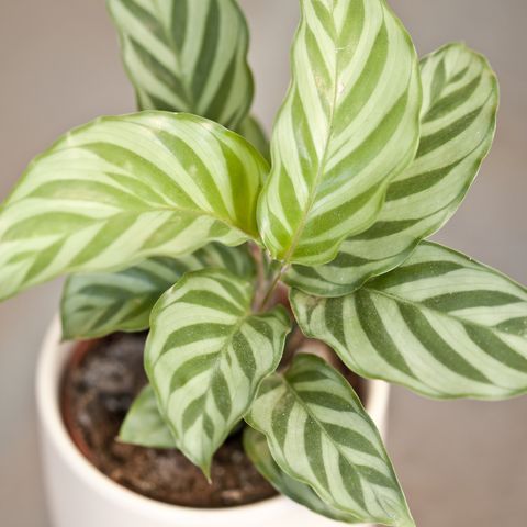 calathea plant
