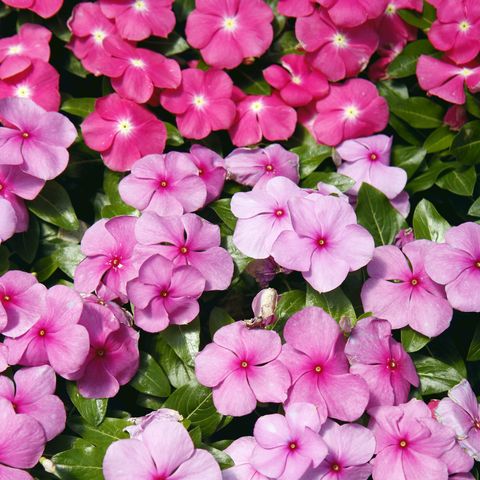 impatiens impatiens