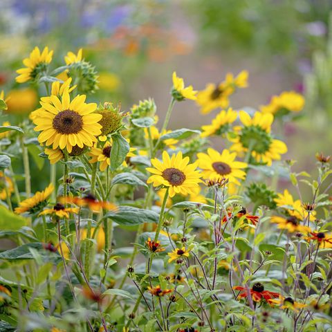 sunflowers sunflowers