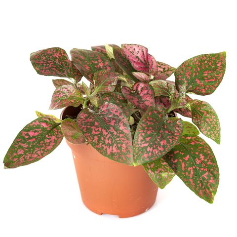 hypoestes polka dot plant