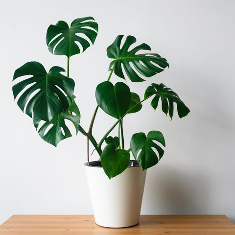 monstera plant