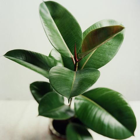 potted rubber tree plant