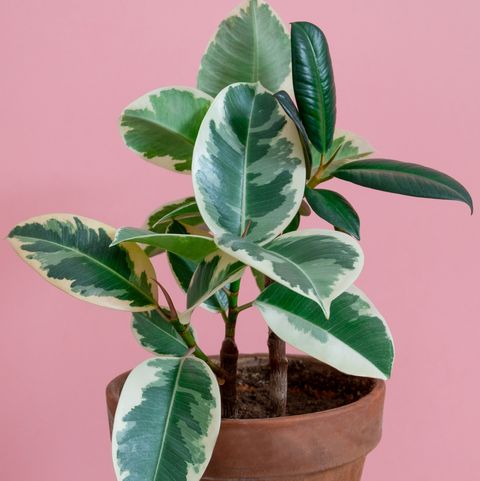 rubber tree