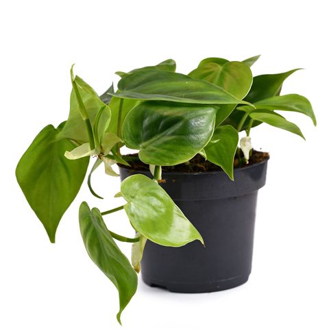 heartleaf philodendron