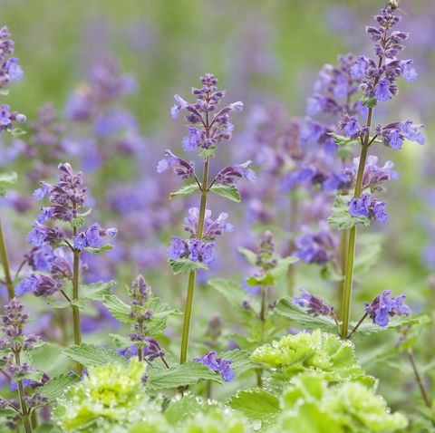 catmint catmint