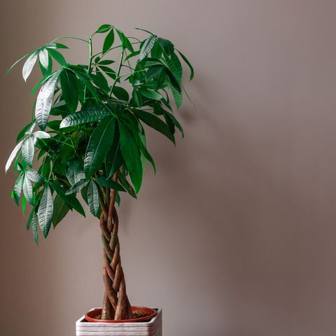 money tree