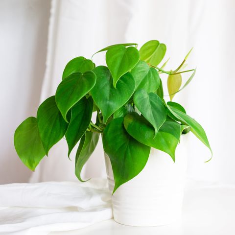 heart leaf philodendron