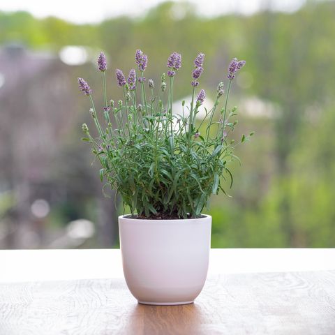 a healthy lavender on a plant pot with its upright flower spikes, green foliage and shrub like form would make a good accent for any rooms at home lavender is commonly used for its aromatic and medicinal properties