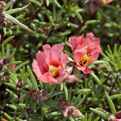 Moss rose portulaca grandiflora moss rose