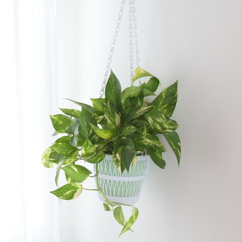 pothos