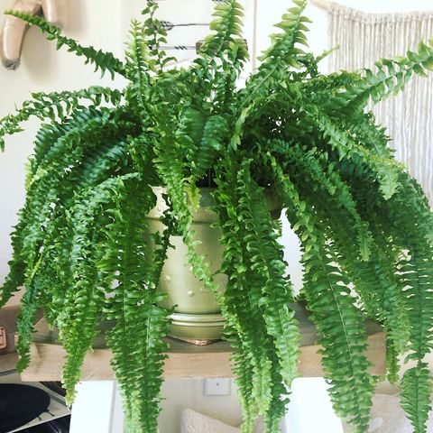 boston fern on a stool