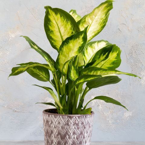 dieffenbachia camilla