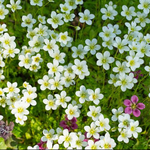 sweet alyssum sweet alyssum