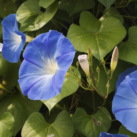 Morning Glory Flower Blooms, Blue Sunlit Petals in Garden close up of a morning glory garden plant in full summer bloom horizontal format