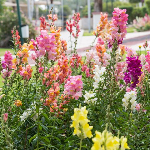 snapdragons snapdragons
